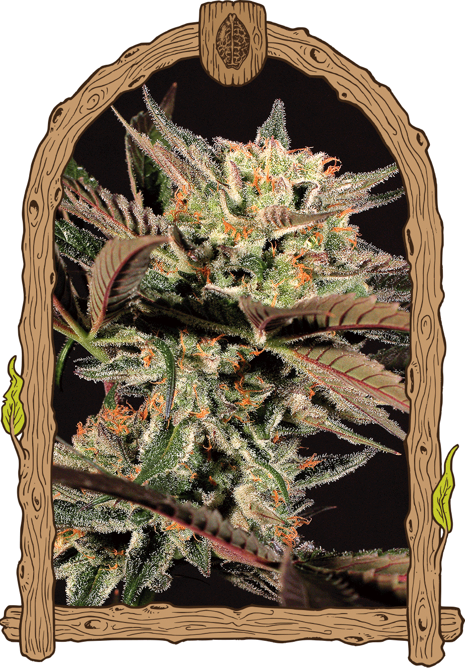 Amnesia Nr. 7 weed grow seeds hemp