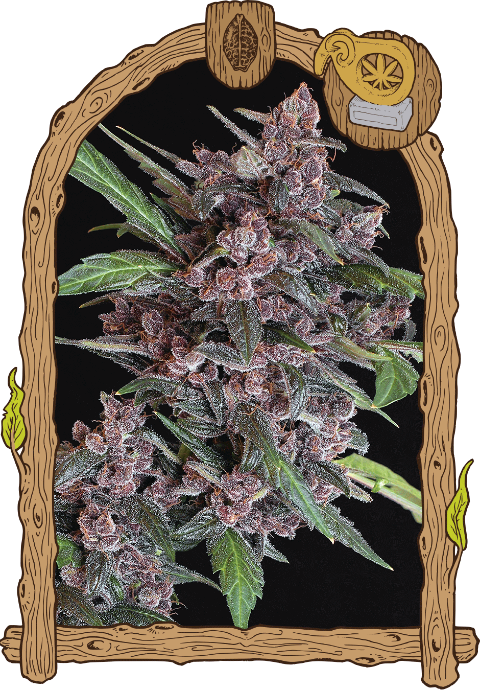 Black Lemon Auto weed grow seeds hemp