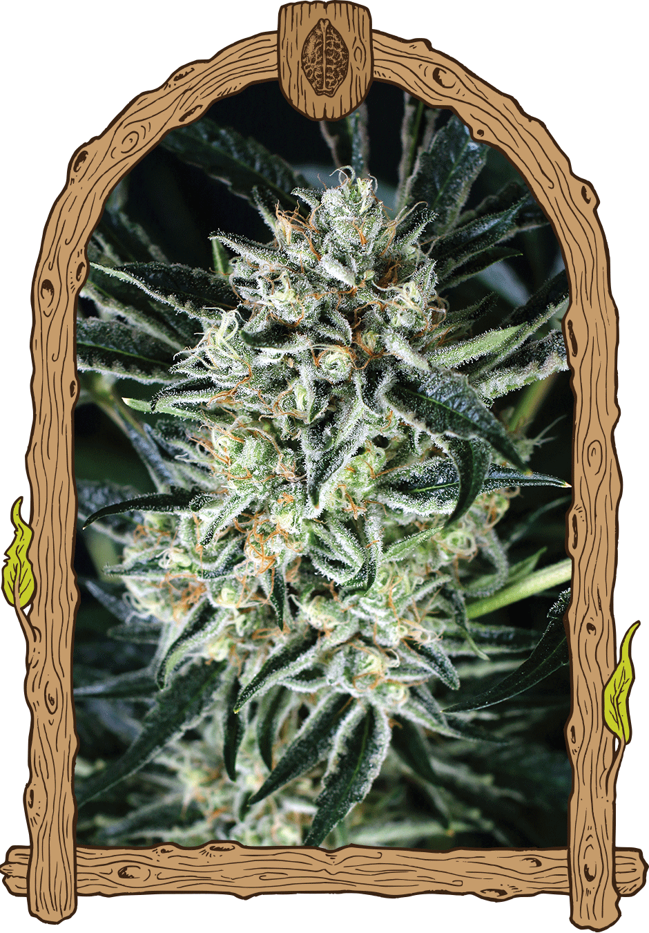 Jelly bananen Weed Hemp Grow Seeds