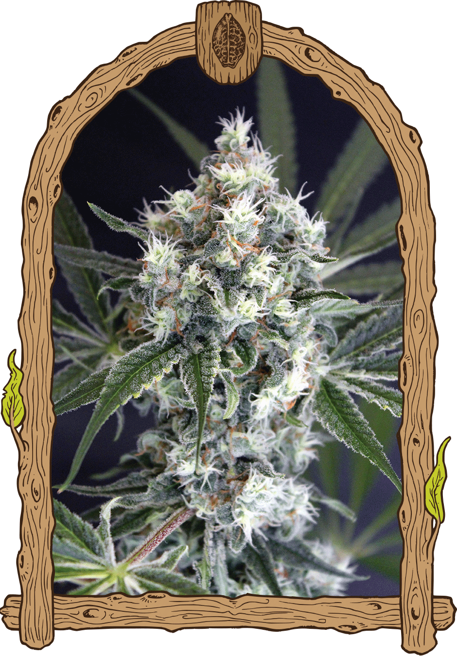 medxotic pure CBD weed grow seeds hemp