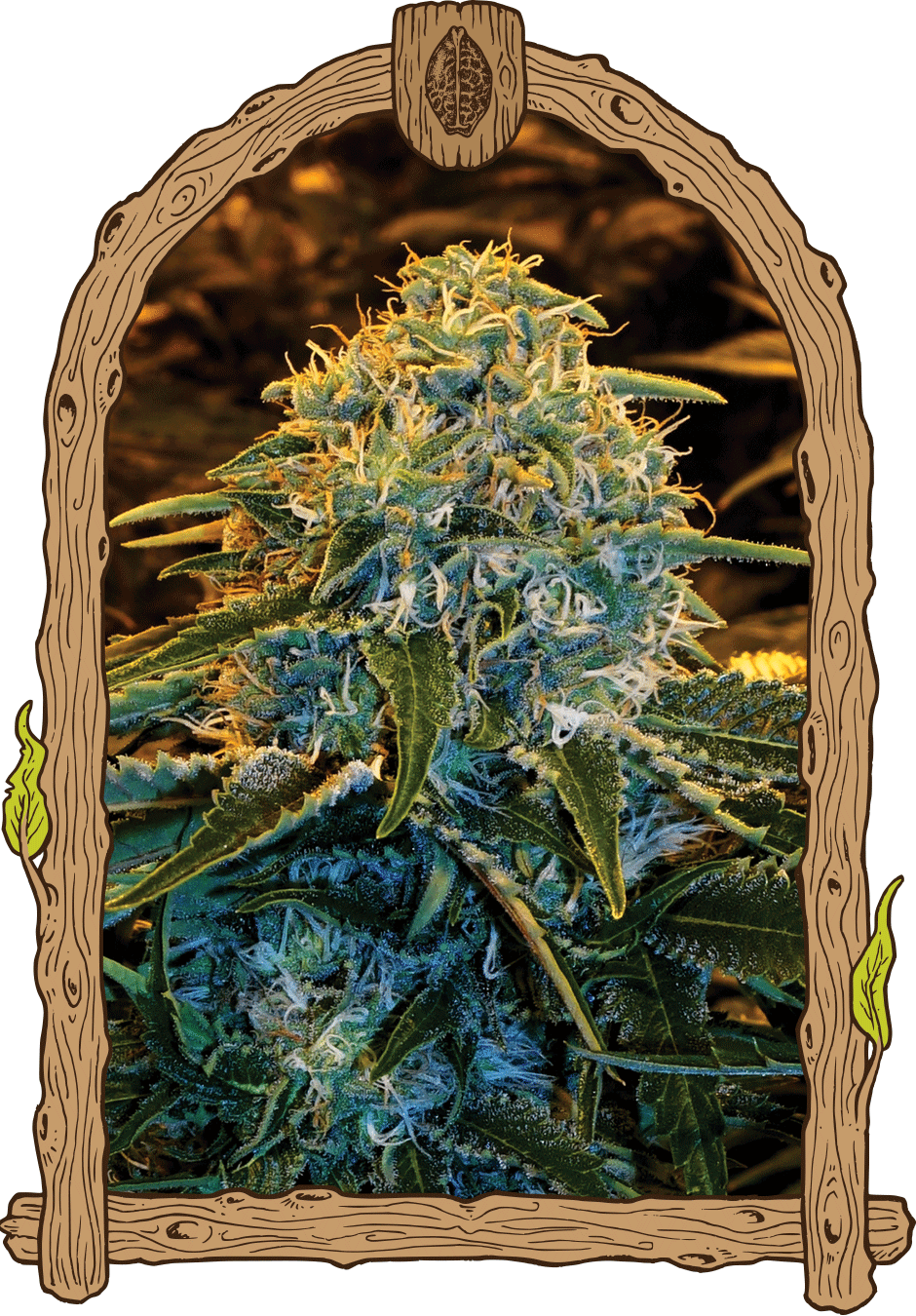 ZandZ Weed Hemp Grow Seeds