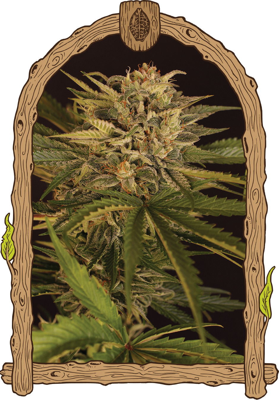 dr greenman CBD weed grow seeds hemp