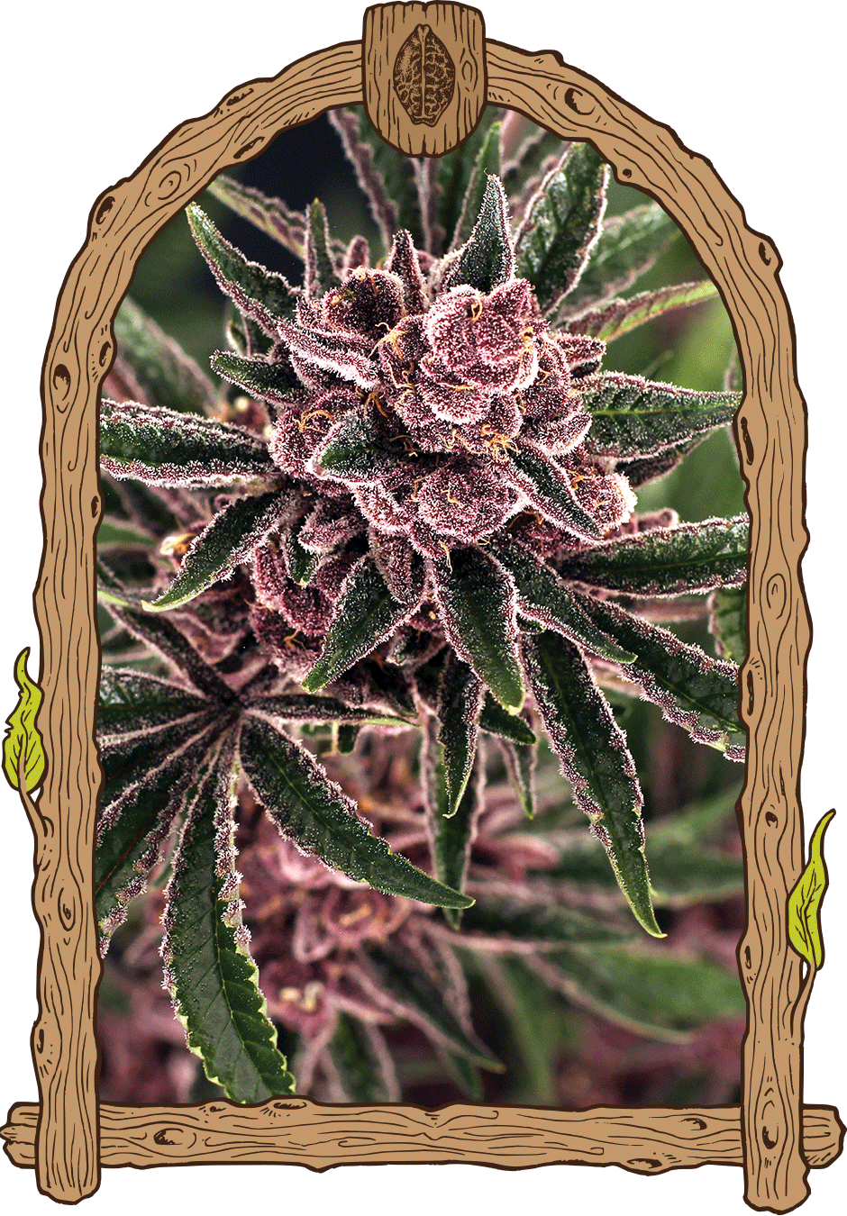 tropicalfuel weed grow seeds hemp