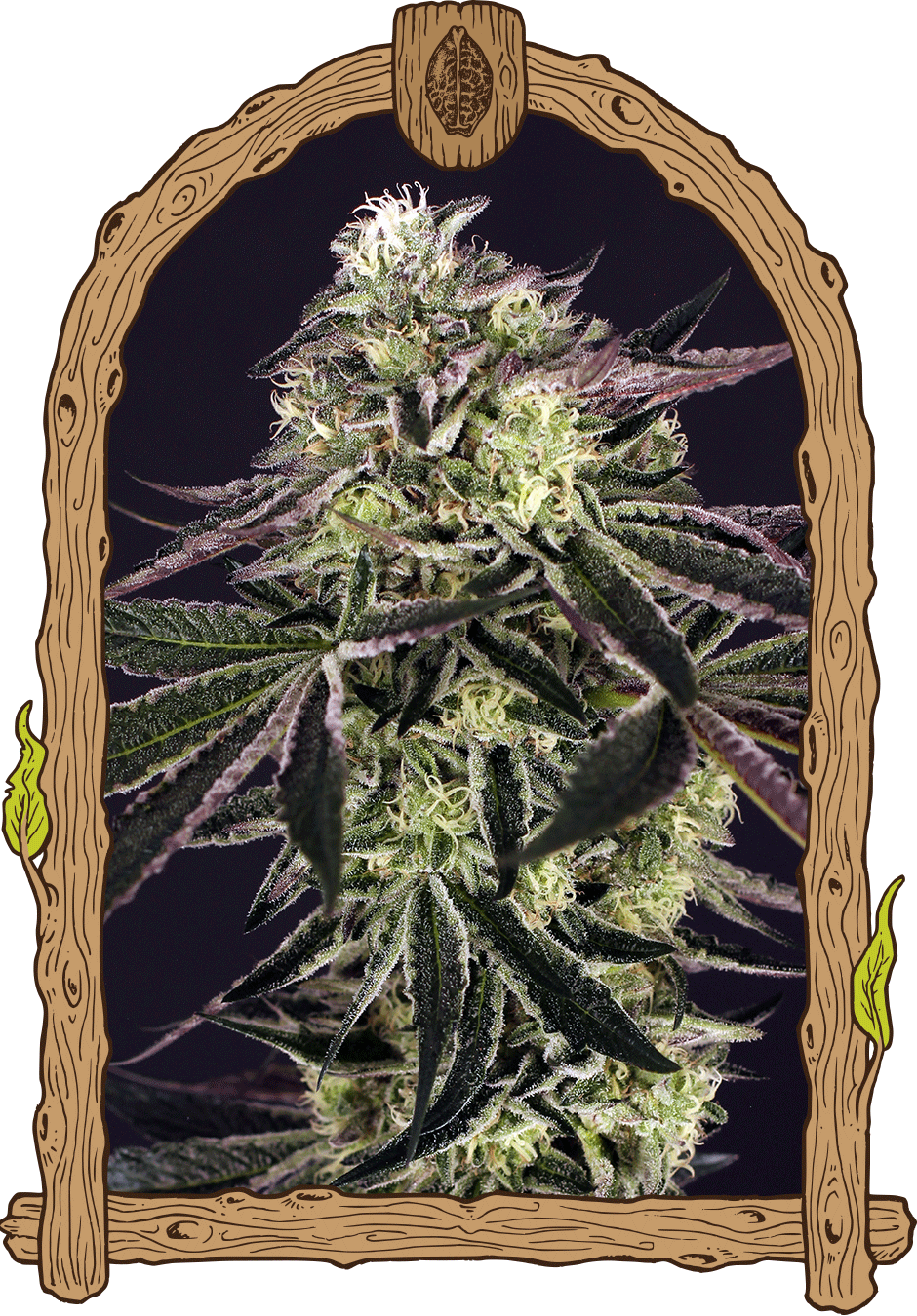 purple shot weed grow seeds hemp
