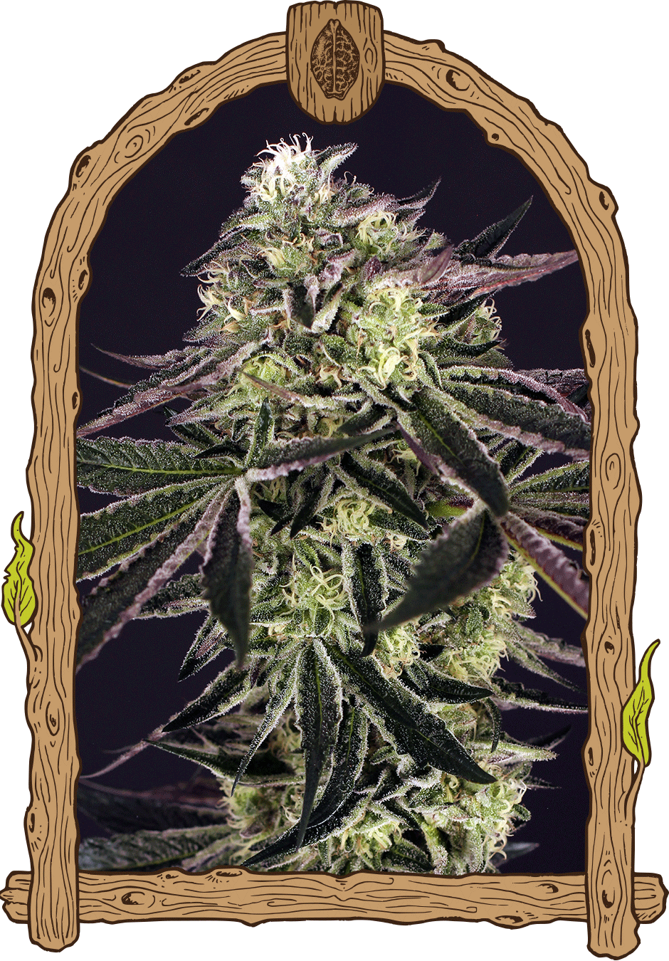 purple shot weed grow seeds hemp 