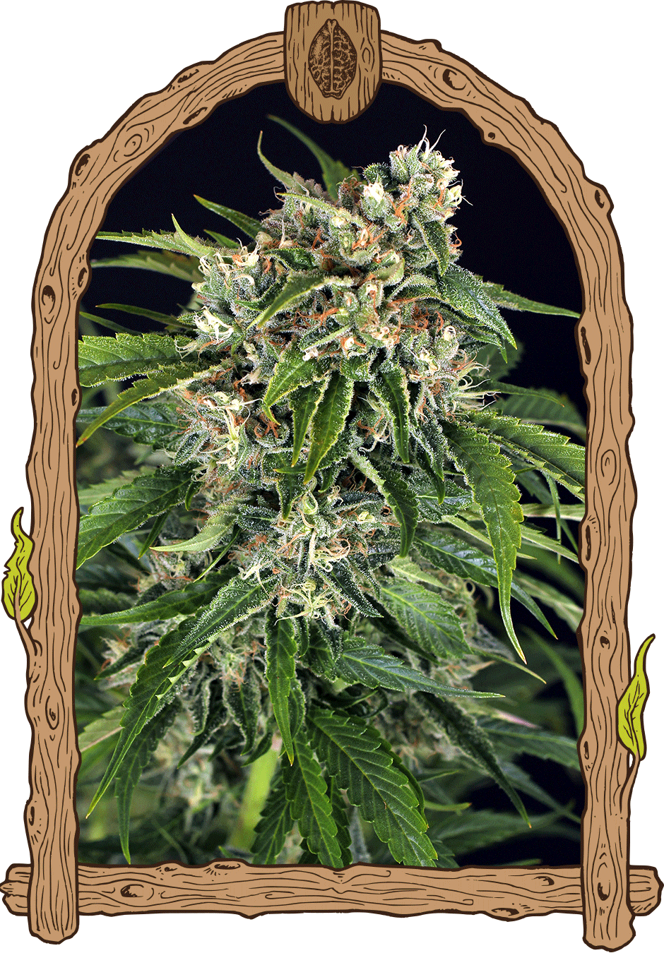 sir jack auto weed grow seeds hemp