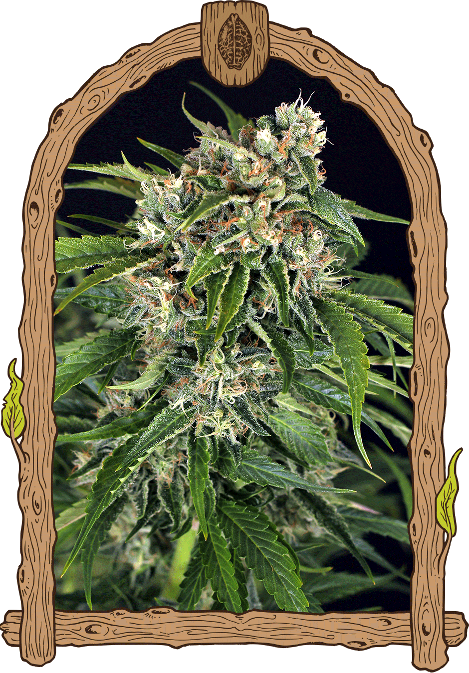 sir jack auto weed grow seeds hemp 