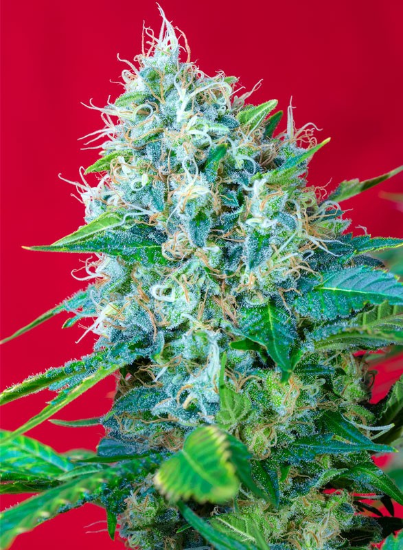 Green Poison