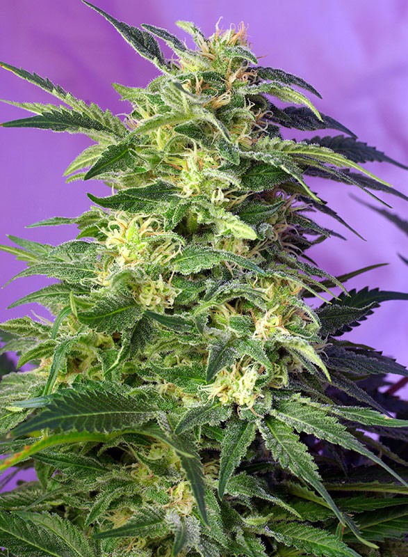 Killer Kush Auto