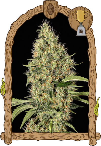 Gypsy Widow Weed Hemp Grow Seeds