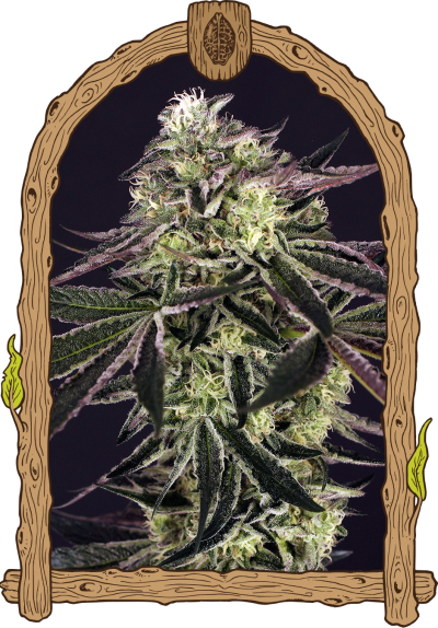 purple shot weed grow seeds hemp 