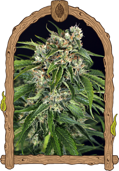 sir jack auto weed grow seeds hemp 