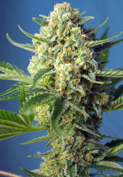 S.A.D. Sweet Afgani Delicious Auto